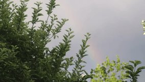 A stunning rainbow emerges behind tall trees following rain, filmed in 4K detail. A natural display of refraction and dispersion of sunlight through water droplets. - Powered by Shutterstock - Get 15% off with code: PIKWIZARD15