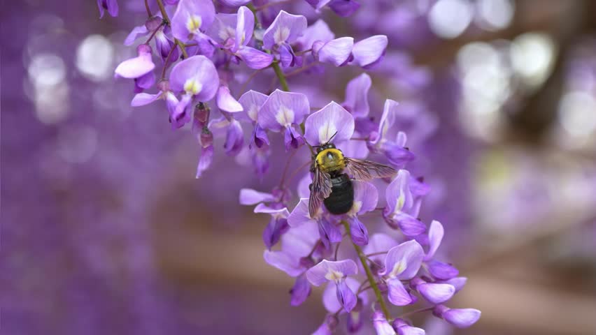Wisteria flowers swaying in the wind and a cluster of carpenter bees