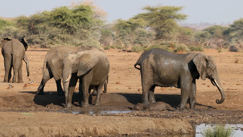 African elephants (Loxodonta africana) taking a mud bath, Chobe National Park, Botswana