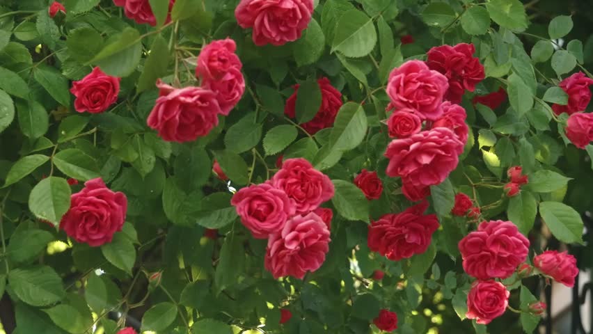 Footage captures blooming hybrid garden roses swaying naturally in the wind, a peaceful glimpse into ornamental garden beauty.