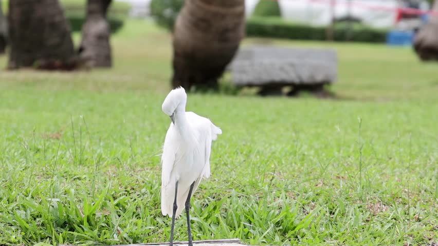 A white egret stands and preens on a lush green lawn, surrounded by palm trees.
