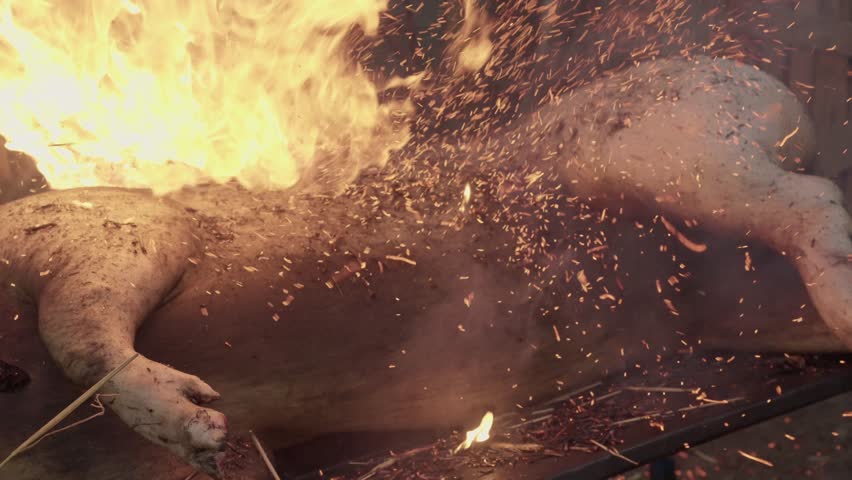 Traditional straw fired pig scorching at matança in Alto Minho Portugal