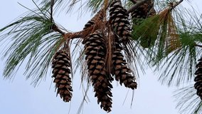 Pine Cones on Tree Branch in Forest - 120fps Slow Motion 4K Footage - Powered by Shutterstock - Get 15% off with code: PIKWIZARD15