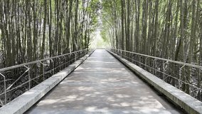Walking Along Shaded Path in Mangrove Forest on Phuket Island, Thailand Handheld Video. Elevated Walkway Surrounded by Lush Greenery, Bird Sounds. Eco-Friendly Park, Earth Day, Environmental Awareness - Powered by Shutterstock - Get 15% off with code: PIKWIZARD15