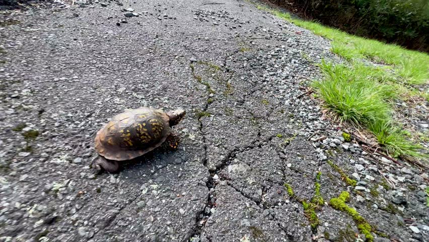 eastern box turtle crosses road near boone nc in spring