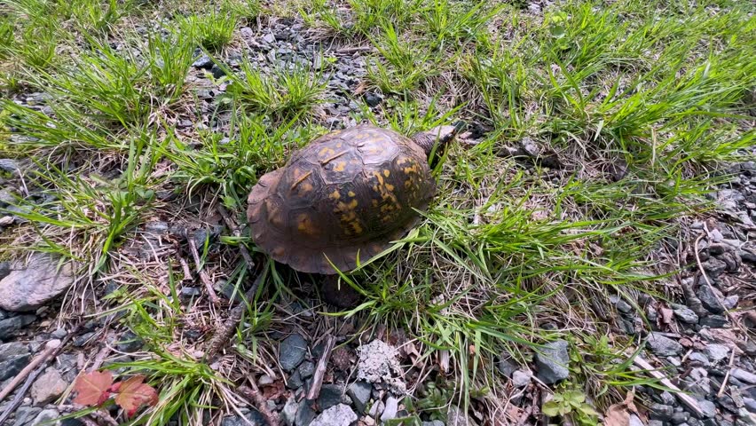 Eastern Box Turtle walks in mountains of north carolina near boone nc in spring