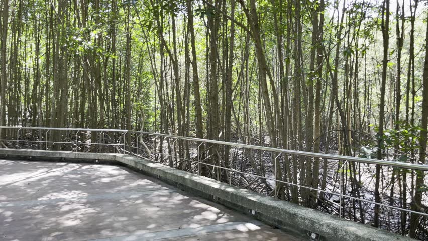 Handheld Panoramic Walk Through Elevated Pathways in Mangrove Forest Park. Immersive View of Surrounding Tropical Nature and Sustainable Eco-Friendly Design for Earth Day, Habitat Protection. Thailand