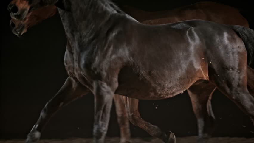 Slow motion medium tracking shot of two horses running in the arena at night on a black background. Shot in Slovenia.