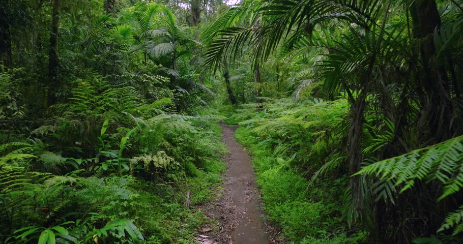 Path in lush green forest with lots of trees and leaves