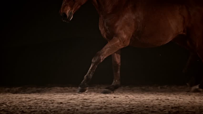 Slow motion medium handheld shot of a brown horse running at night on a black background. Shot in Slovenia.