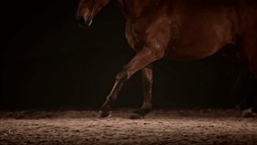 Slow motion medium handheld shot of a brown horse running at night on a black background. Shot in Slovenia. - Powered by Shutterstock - Get 15% off with code: PIKWIZARD15