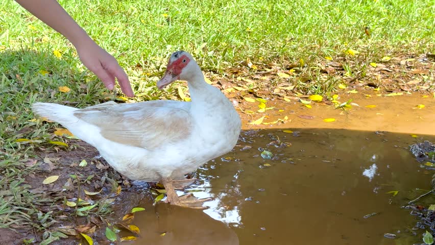 A person gently touches a duck near a puddle in a grassy area under bright daylight in Byron Bay