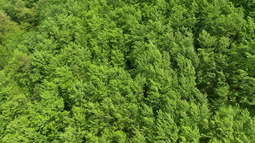 Mesmerizing aerial view of trees forest canopy blowing in the wind