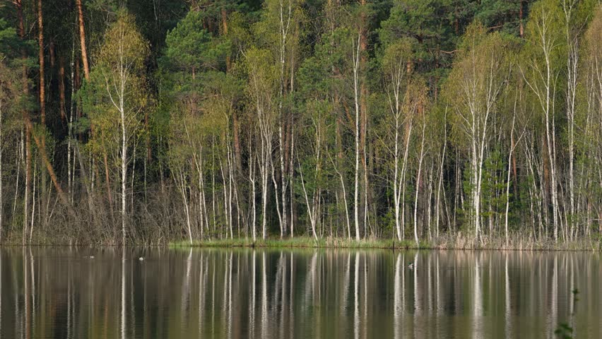 Mirror Lake Surface with Ducks in Spring Forest, Sunny Day