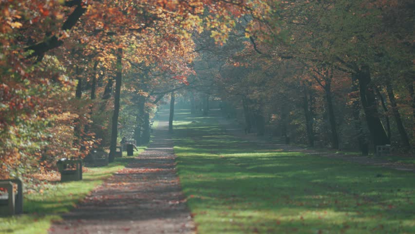 A wide grassy lane runs through a forested city park, edged with tall oak and conifer trees in fall. Parallax video.
