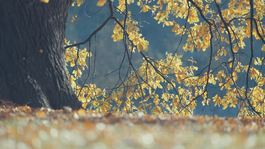 A magnificent old oak tree, covered with autumn leaves, stands on the bank of the small pond its branches hanging low above the water. Parallax shot,