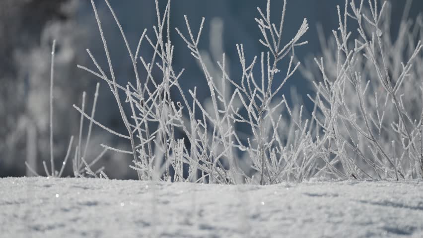 Shutterstock Video