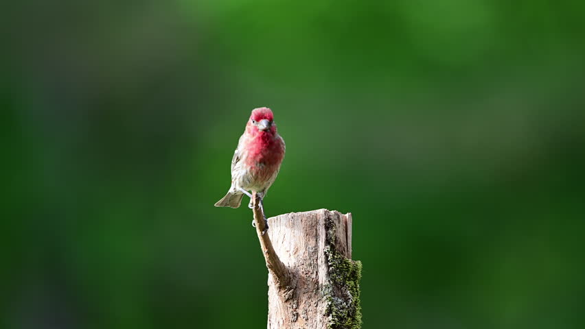 Male House Finch on a Cedar post on a farm in Spring in Piedmont, North Carolina, US.