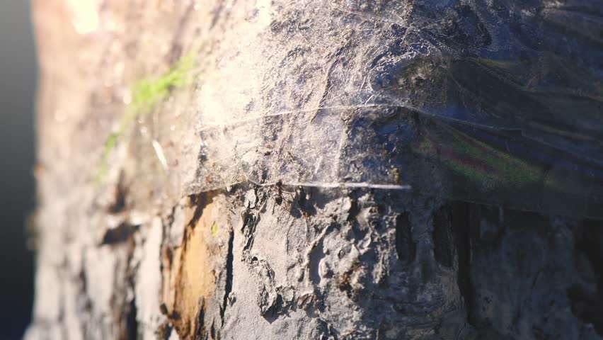 A close-up of ants carrying aphids unable to get past sticky tape wrapped around a tree trunk illustrates a natural method of pest control in the garden