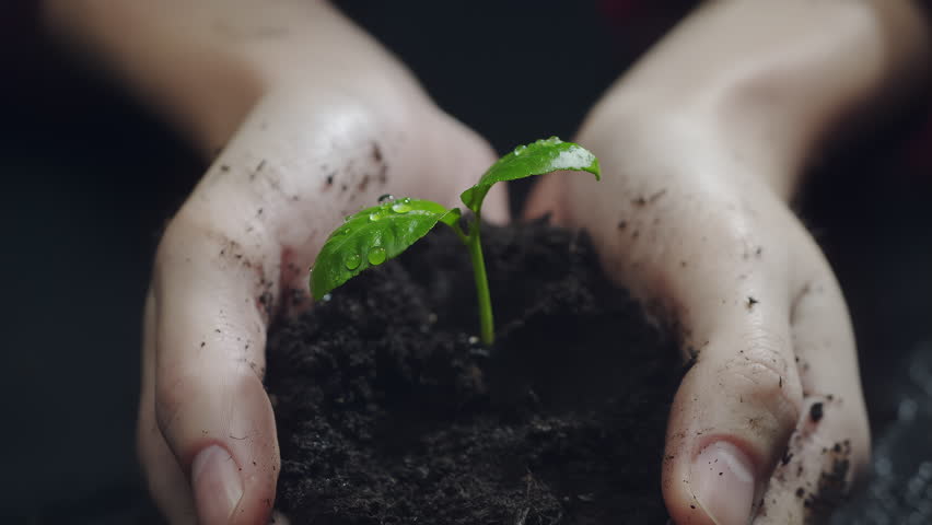 Woman hands holding green seedling. Water drops falling on a sprout leaves over soil in slow motion. New eco life and waste concept. Plastic free. Earth day. ESG nature environment save. Nature caring