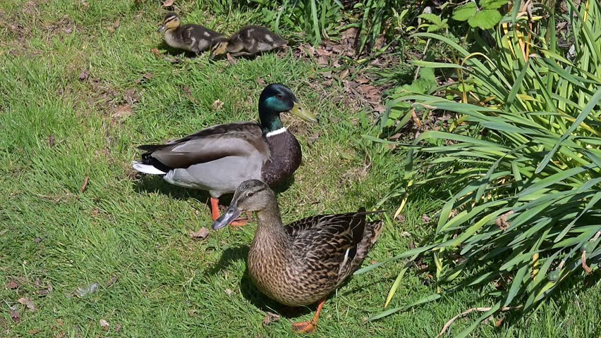 Mallard Duck family (Anas platyrhynchos) male,  female and young ducklings eating grass on a lawn in a public park. may, Kent, UK [Half speed]