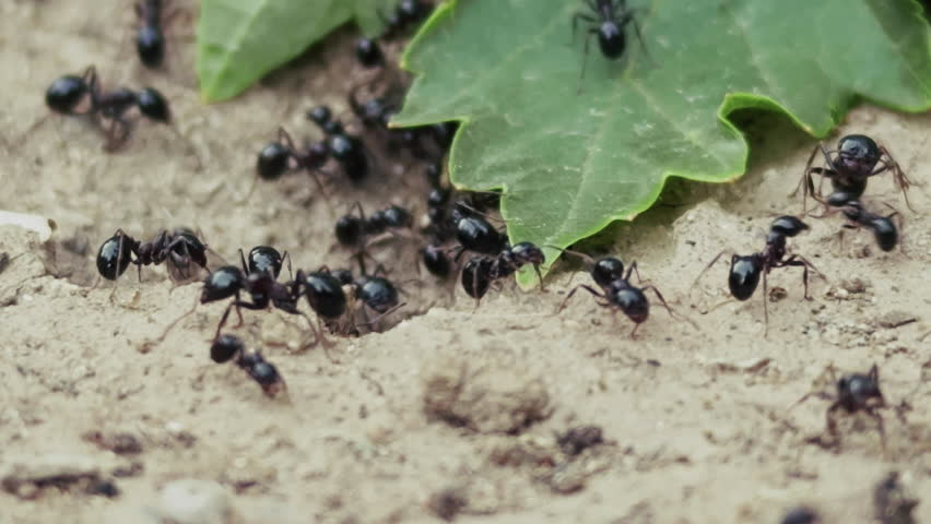 Animal Insect Ants on Soil Ground in Nature