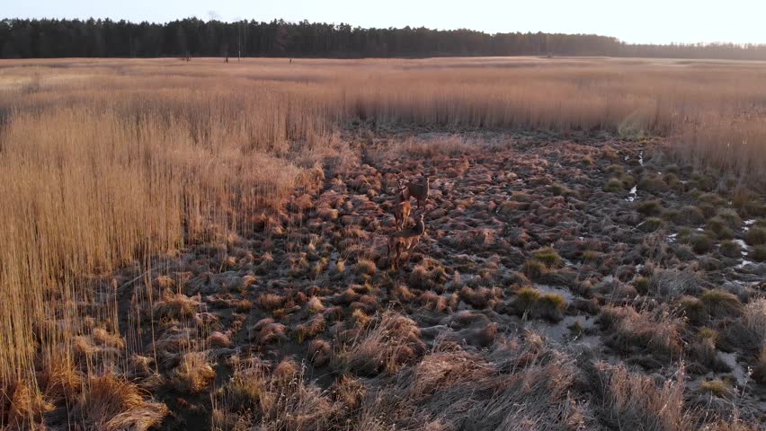 Top view of Herd of Red deer (Cervus elaphus) walking in the middle of a meadow in the morning