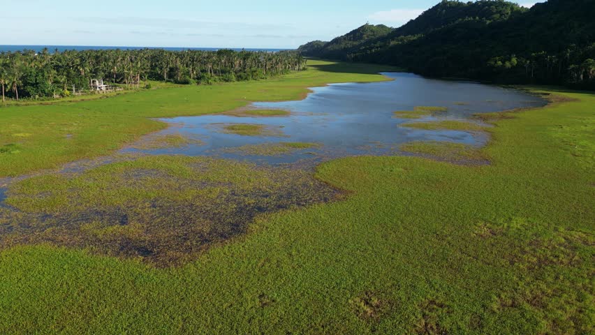 Aerial flyover shot of mangrove swamp river at lush tropical island Catanduanes, Philippines