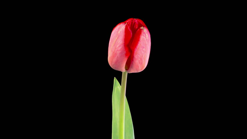 Tulips Blossoms. Beautiful Timelapse of Red Tulip Flower Blooming on Black Background. 4K.