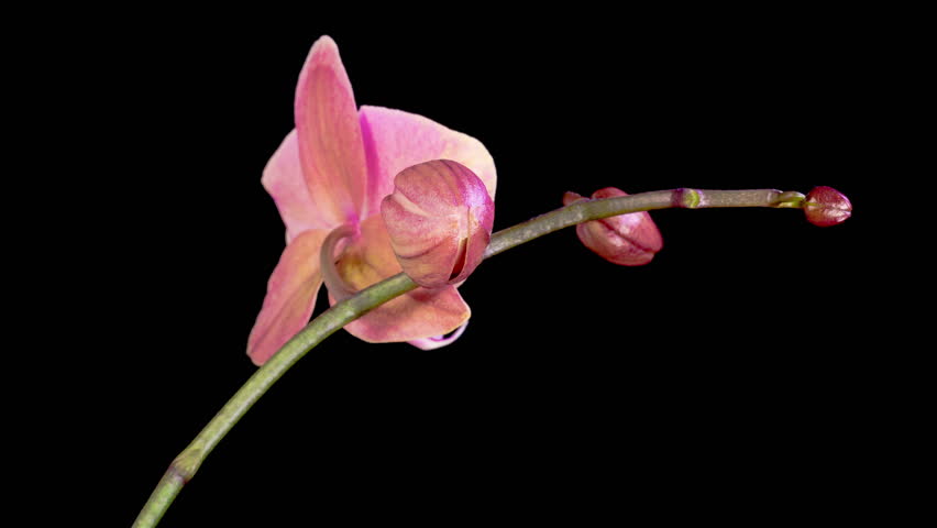 Orchid Blossoms. Blooming Red Orchid Phalaenopsis Flower on Black Background. Time Lapse. 4K.