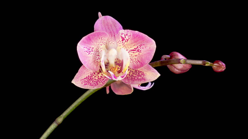 Orchid Blossoms. Blooming Red Orchid Phalaenopsis Flower on Black Background. Time Lapse. 4K.