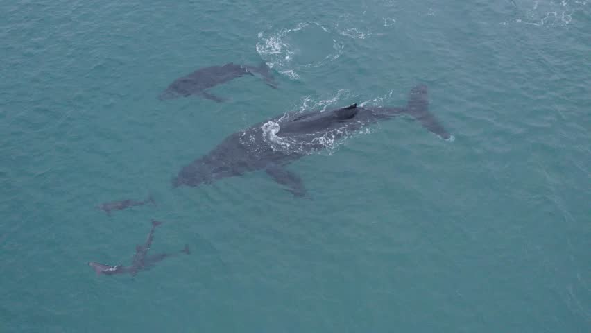 Cenital drone view over humpback whale mom and her breeding with dolphins around, in Gulf of California, Baja California Sur