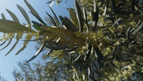 Flowering branches of the Olive Tree swaying in the wind in Nature - Powered by Shutterstock - Get 15% off with code: PIKWIZARD15