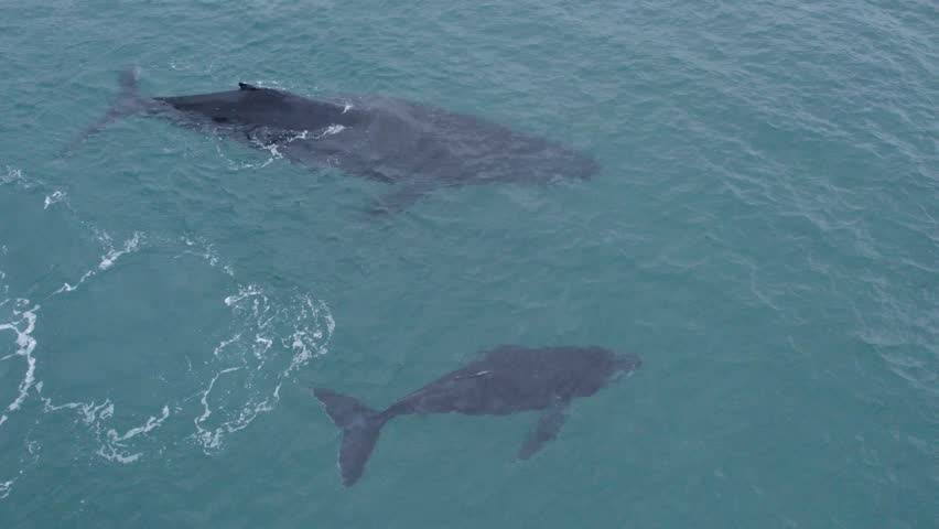 Cenital drone view over humpback whale mom and her breeding hitting water in Gulf of California, Baja California Sur