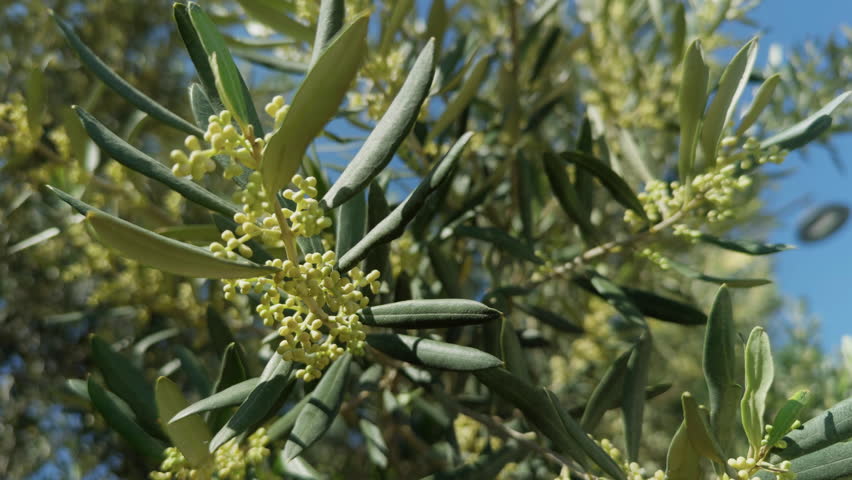 Flowering branches of the Olive Tree swaying in the wind in Nature