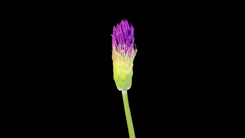 Allium Blossoms. Beautiful Timelapse of Big Violet Allium Christophii Flower Blooming on Black Background. 4K.