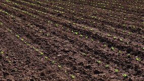 Growing rows of young sugar beet sprouts on field during agriculture work. Emerging sugar beet seedlings covering fertile ground for crop growth. Working cultivated field for agriculture promoting - Powered by Shutterstock - Get 15% off with code: PIKWIZARD15