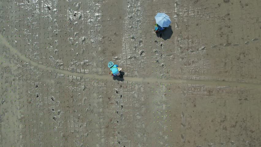 Aerial view of asian farmer transplant rice seedlings in rice field, Farmer planting rice in the rainy season.