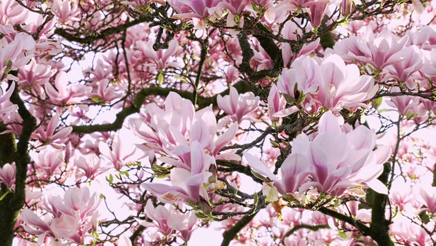 Canopy of big blooming magnolia flowers shifts and rustles with a light wind, sunlight flickering through petals