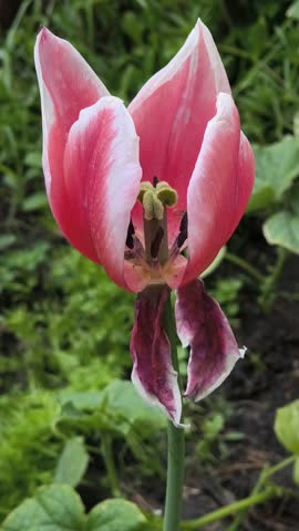 unusual tulips. tulips on a flowerbed. beautiful tulips close-up