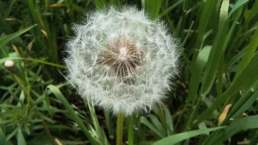 beautiful dandelions in green grass. grass and white dandelions. white dandelions.