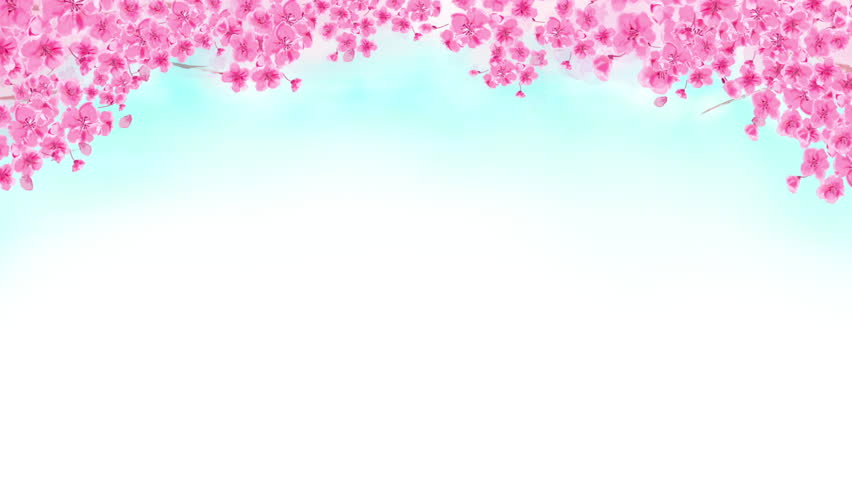 Hand-drawn Cherry Blossom Background Animation with Falling Petals
