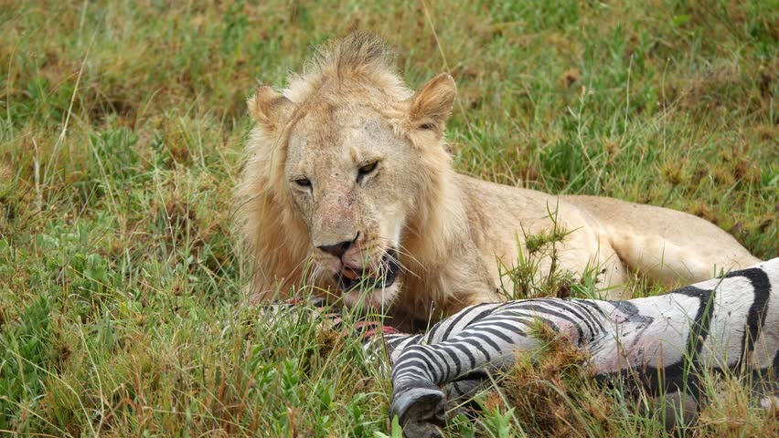 Male lion resting after feeding on a zebra carcass in the African savanna. closeup static