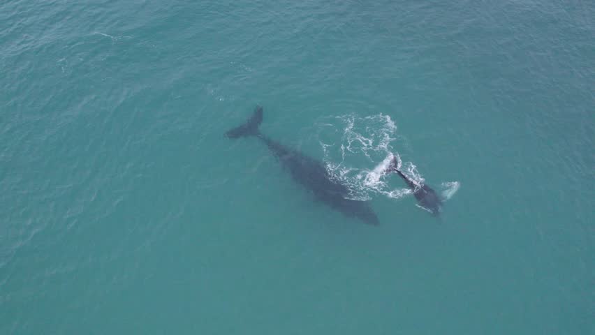 Aerial drone view of a humpback whale watching its calf play with water in the Gulf of California, Baja California Sur
