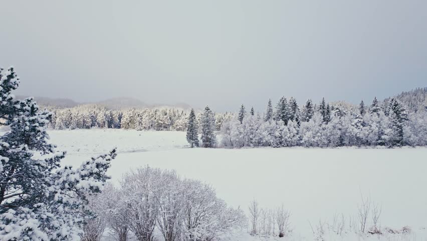 Snowy Fields And Trees During Winter - Aerial Drone Shot