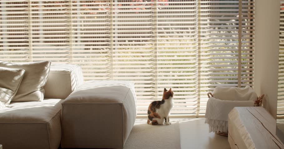 Calico cat sits calmly and observes through window blinds in a modern, minimalist living room. Sunlight streams in, illuminating the peaceful scene. The cat enjoys the warmth and views.