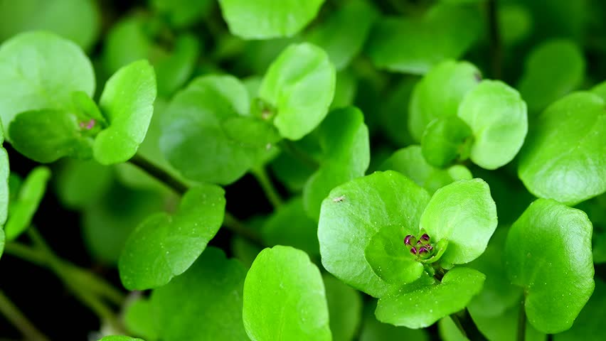 Watercress, fresh eatable herb and medicinal plant in spring in a closeup