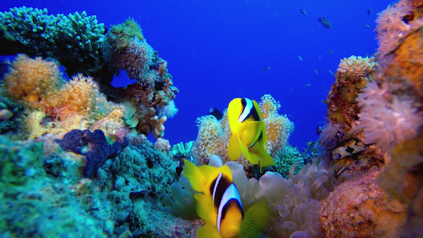 Clownfish Coral Garden. Underwater clownfish (Amphiprion bicinctus) and sea anemones. Red Sea anemones. Tropical colourful underwater clown fish. Coral garden seascape.