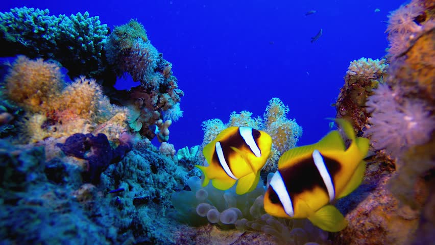 Clownfish Coral Garden. Underwater clownfish (Amphiprion bicinctus) and sea anemones. Red Sea anemones. Tropical colourful underwater clown fish. Coral garden seascape.
