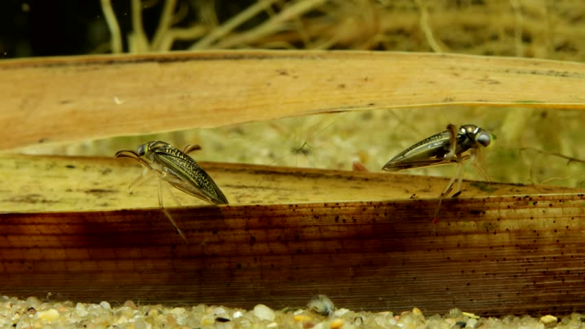 Two Water Boatmen (Cymatia americana) underwater in studio, showing grooming behavior, plastron reflecting like a mirror, moderate close-up. 